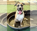 Small #9 American Staffordshire Terrier-Siberian Husky Mix