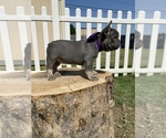 Small Photo #12 French Bulldog Puppy For Sale in WATAUGA, TX, USA