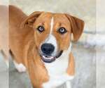 Small Retriever  Mix