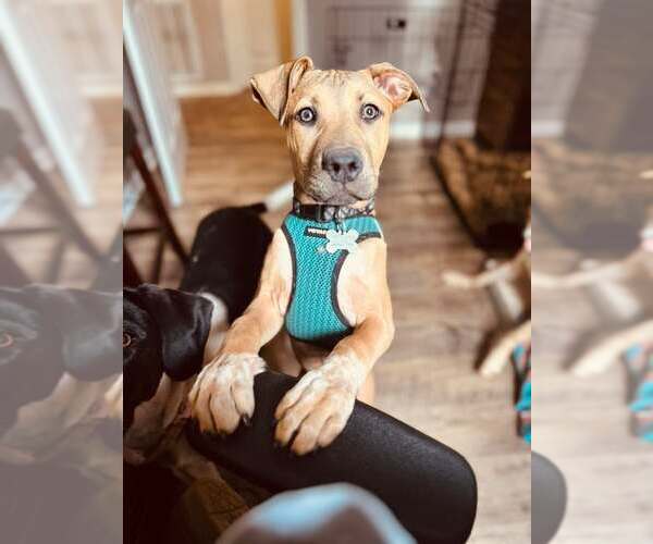 Medium Photo #5 Mutt Puppy For Sale in Holly Springs, NC, USA