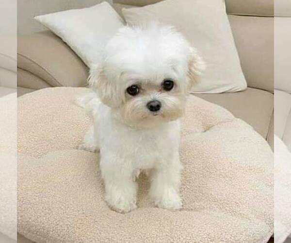 Medium Photo #6 Maltese Puppy For Sale in CLERMONT, FL, USA