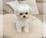Small Photo #6 Maltese Puppy For Sale in CLERMONT, FL, USA