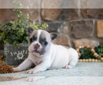 Small Photo #3 French Bulldog Puppy For Sale in GRABILL, IN, USA