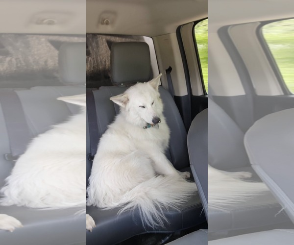 Medium Photo #4 American Eskimo Dog Puppy For Sale in Pikesville, MD, USA
