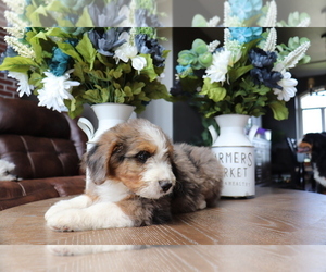Bernedoodle Puppy for sale in EASTON, MO, USA