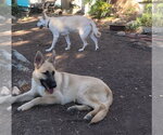 Small #2 Mutt