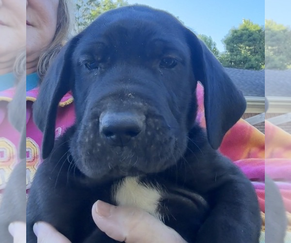 Medium Photo #12 Great Dane Puppy For Sale in CLANTON, AL, USA