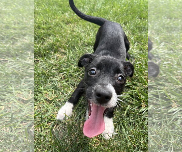 Medium Photo #4 Mutt Puppy For Sale in Wheaton, IL, USA