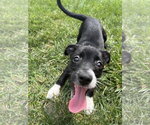 Small #3 Mutt