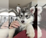 Small Photo #5 Siberian Husky Puppy For Sale in TRIMBLE, MO, USA