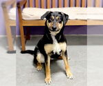 Small #2 Mutt