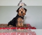 Image preview for Ad Listing. Nickname: Mr Yorkie