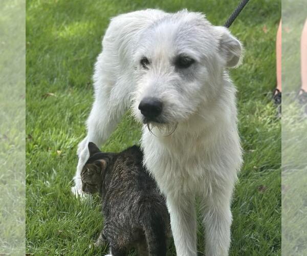 Medium Photo #2 Unknown-Wheaten Terrier Mix Puppy For Sale in Yardley, PA, USA