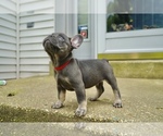 Small Photo #1 French Bulldog Puppy For Sale in CLINTON, MD, USA