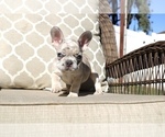Puppy 4 French Bulldog