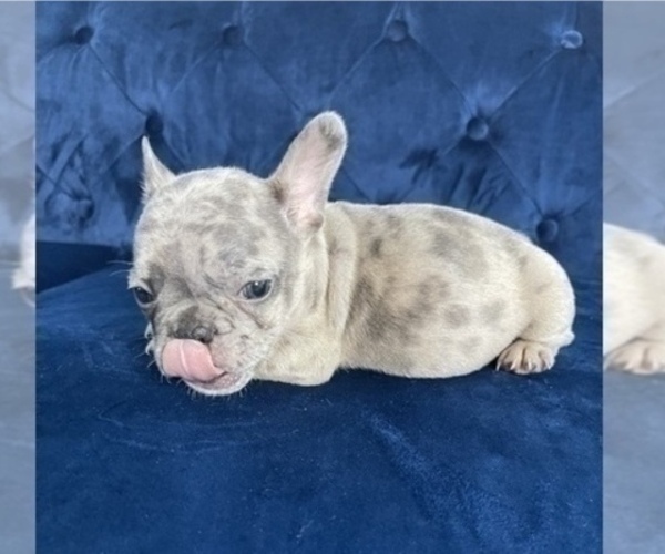 Medium Photo #21 French Bulldog Puppy For Sale in CHICAGO, IL, USA