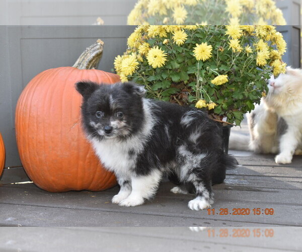 Medium Photo #14 Pom-Shi Puppy For Sale in DINWIDDIE, VA, USA