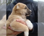 Small Photo #4 Central Asian Shepherd Dog Puppy For Sale in LINCOLN, CA, USA