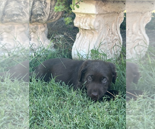 Medium Photo #2 Labrador Retriever Puppy For Sale in QUEEN CREEK, AZ, USA
