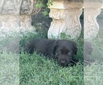 Small #1 Labrador Retriever