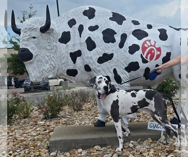 Medium Photo #4 Great Dane Puppy For Sale in Bullard, TX, USA