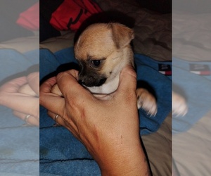 Chihuahua Puppy for sale in STILLWATER, OK, USA