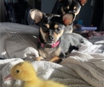 Small Photo #1 Chiweenie Puppy For Sale in ANACORTES, WA, USA