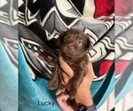 Small #4 Shorkie Tzu