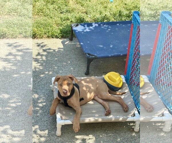 Medium Photo #7 American Staffordshire Terrier-Rhodesian Ridgeback Mix Puppy For Sale in Holly Springs, NC, USA