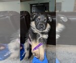 Puppy Puppy 5 German Shepherd Dog