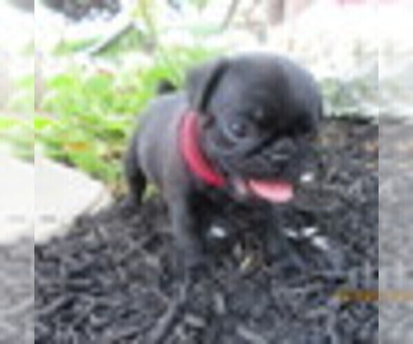 Medium Photo #1 Pug Puppy For Sale in NEWVILLE, PA, USA