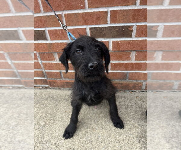 Medium Photo #3 Mutt Puppy For Sale in Candler, NC, USA