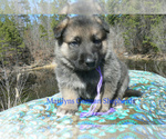 Small Photo #4 German Shepherd Dog Puppy For Sale in PIEDMONT, MO, USA