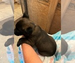 Small Photo #2 Belgian Malinois Puppy For Sale in MONTREAL, MO, USA