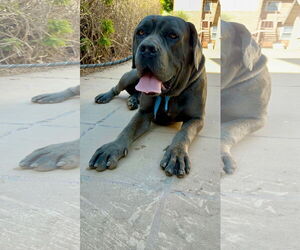 Mutt Dogs for adoption in Goodyear, AZ, USA