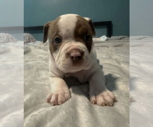 Bull-Boxer Dogs for adoption in Holly Springs, NC, USA