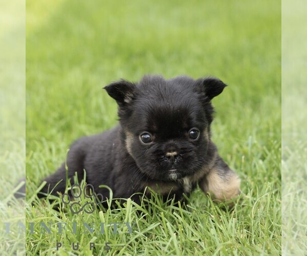 Medium Photo #1 French Bulldog Puppy For Sale in GORDONVILLE, PA, USA