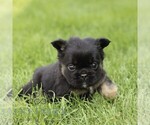 Small French Bulldog