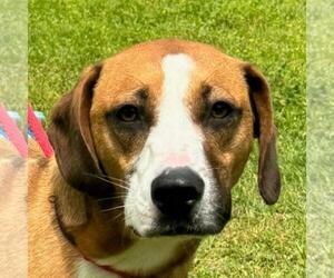 Beagle-Redbone Coonhound Mix Dogs for adoption in Yardley, PA, USA