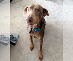 Small #9 Doberman Pinscher