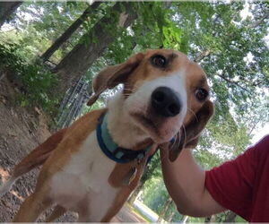 Pongo Beaufort - Male Retriever -Unknown Mix Dog for Adoption - Photo #15