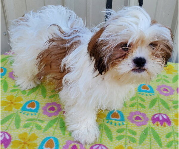 Medium Photo #3 Shih Tzu Puppy For Sale in Mountain View, MO, USA
