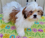 Small #2 Shih Tzu