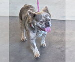 Small #6 French Bulldog