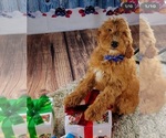 Small Photo #9 Goldendoodle Puppy For Sale in ADELANTO, CA, USA