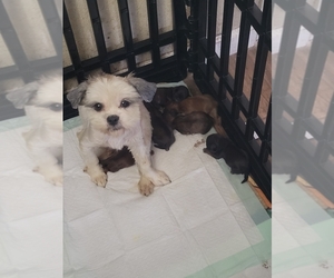 Shih Tzu Puppy for Sale in TEMPLE, Texas USA