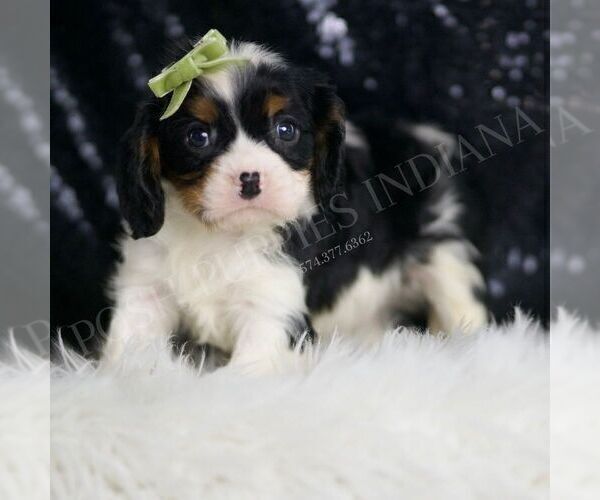 Medium Photo #40 Cavalier King Charles Spaniel Puppy For Sale in WARSAW, IN, USA