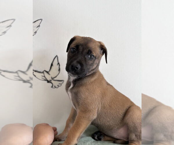 Medium Photo #4 Mutt Puppy For Sale in Studio City, CA, USA