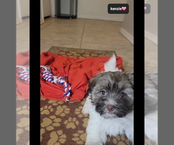 Medium Photo #4 Havanese Puppy For Sale in TUCSON, AZ, USA