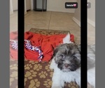 Small #3 Havanese